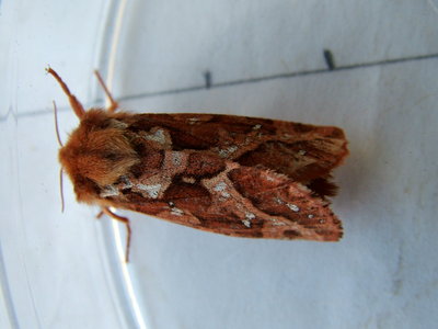 Map-winged Swift